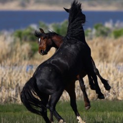 Nevada Virginia Range Series 21