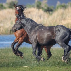 Nevada Virginia Range Series 26