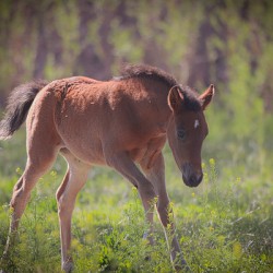 Nevada Virginia Range Series 31