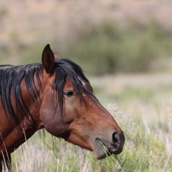 Nevada Virginia Range Series 1