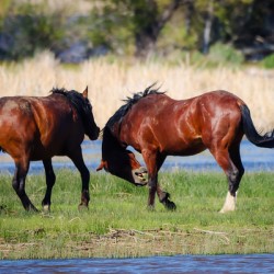Nevada Virginia Range Series 29