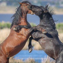 Nevada Virginia Range Series 17