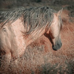 Nevada Mustang series 3 1