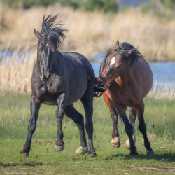 Nevada Virginia Range Series 18