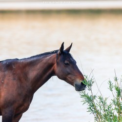 Wild Horse Series Nevada 14