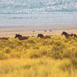 Nevada Mustang series 6 1