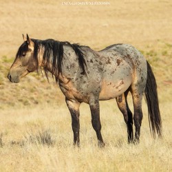 Utah Onaqui Wild Horses