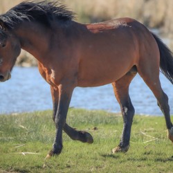 Nevada Virginia Range Series 15