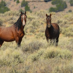 Nevada Mustang 2 2