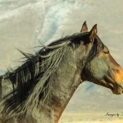 Nevada Mustang series 8  1