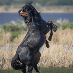 Nevada Virginia Range Series 23