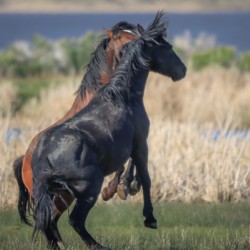 Nevada Virginia Range Series 24