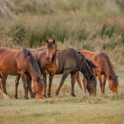 Nevada wild  Series VR1 1