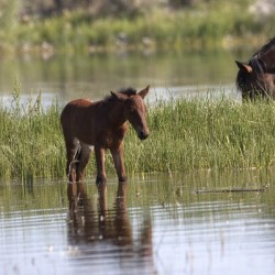 Wild Horse Nevada Series 7