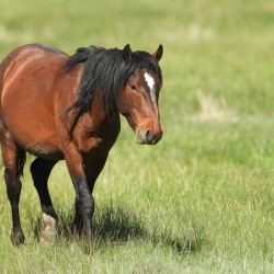 Nevada Virginia Range Series 4