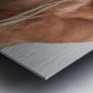 Wild Horse Winter  Metal print