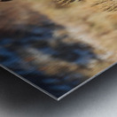 Wild Horse Nevada Series1 Metal print