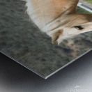 Wild Horse Nevada Series 10 Metal print