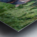 Wild Horse Nevada Series 11 Metal print