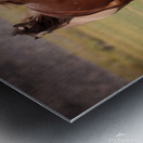 Mono Lake Wild Horse Series 1 Metal print