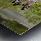 Marietta Wild Burro Range HMA 1 Metal print