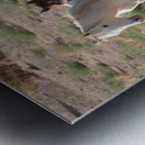 Nevada wild 4 Metal print