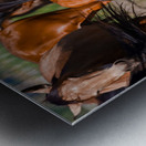 Nevada wild  Series VR1 1 Metal print