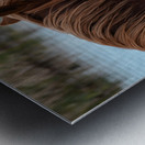 Nevada Mustang 1 3 Metal print