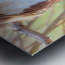 Nevada Wild 12 1 Metal print