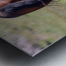 Nevada Wild 14 1 Metal print