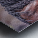 Nevada Wild 165 2 Metal print