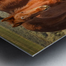 Nevada Wild 165 1 Metal print