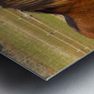 Nevada Wild 165 1 Metal print