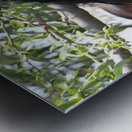 Nevada Wild 165 1 Metal print