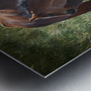 Nevada Wild 165 1 Metal print