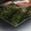 Nevada Wild 165 1 Metal print