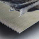 Utah Onaqui Wild Horses Metal print