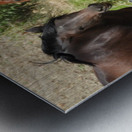 Nevada Wild 165 1 Metal print