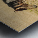 Utah Onaqui Wild Horses Metal print