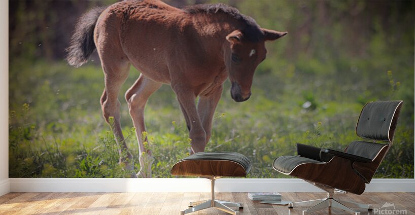 Nevada Virginia Range Series 30 Wall Murals