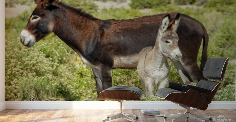 Marietta Wild Burro Range HMA 1 Wall Murals