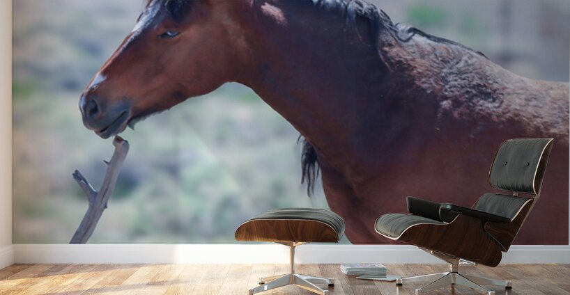 Nevada Mustang series1 1 Wall Murals