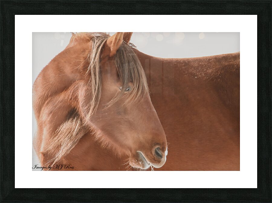 Wild Horse Winter  Picture Frame print