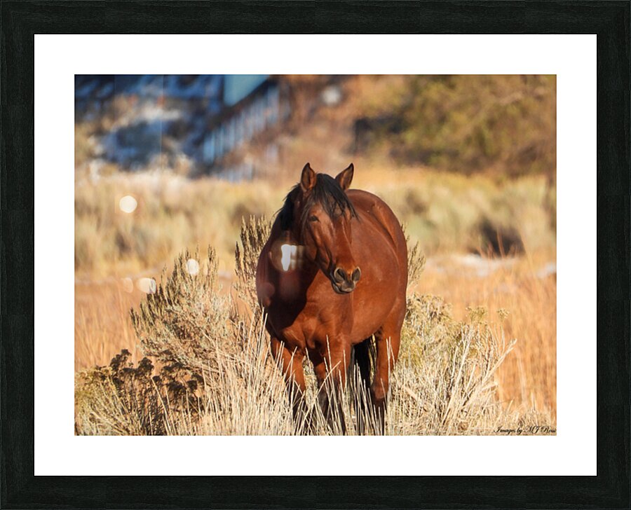 Wild Horse Nevada Series1 Picture Frame print