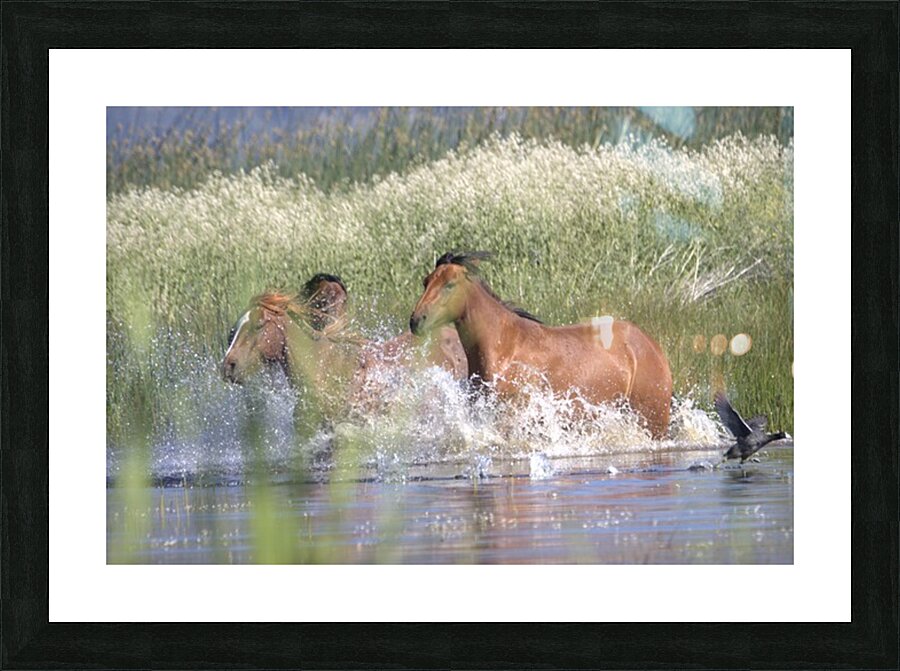 Wild Horse Nevada Series 4 Picture Frame print