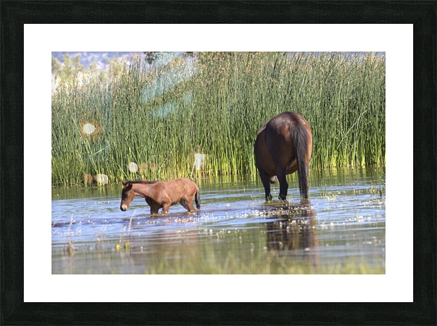 Wild Horse Nevada Series 6 Picture Frame print