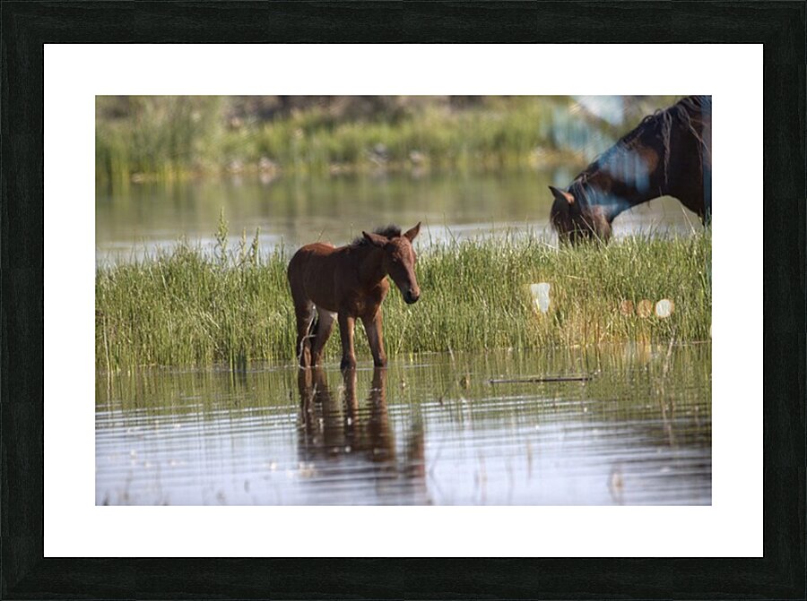 Wild Horse Nevada Series 7 Picture Frame print