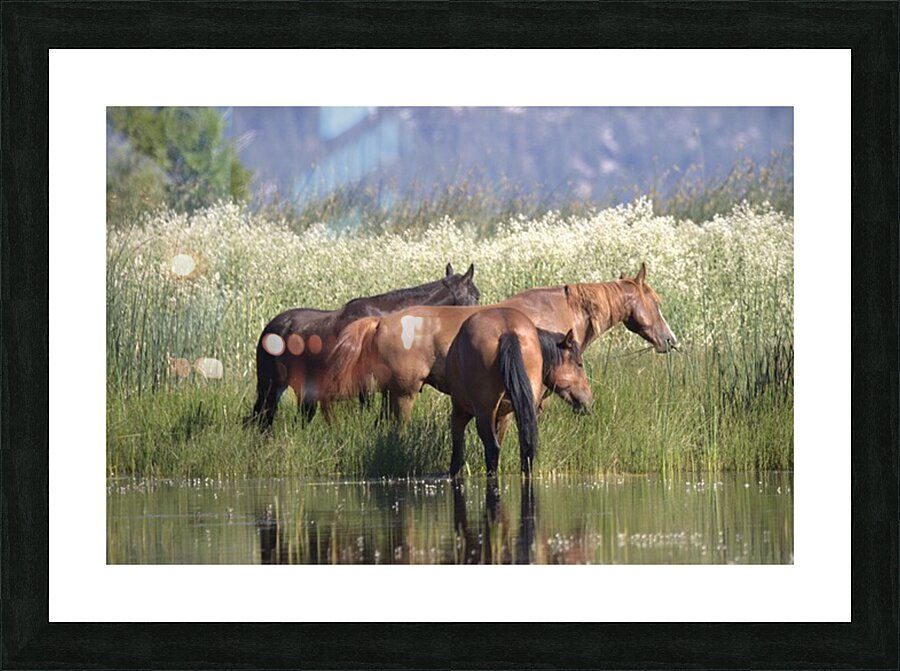 Wild Horse Nevada Series 9 Picture Frame print