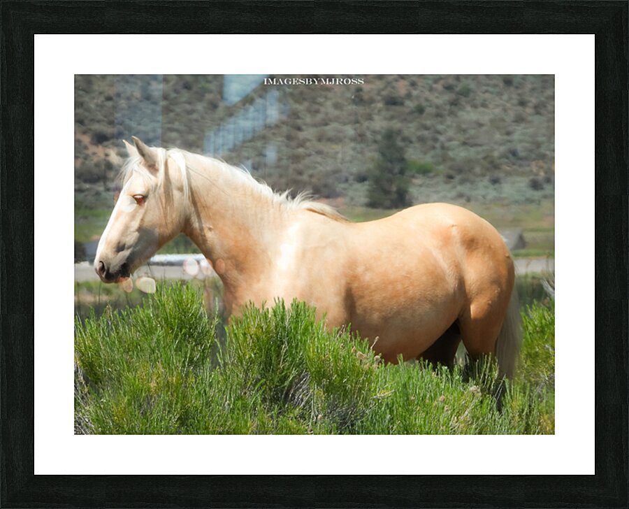 Wild Horse Nevada Series 10 Picture Frame print