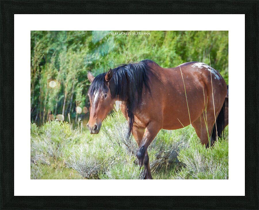 Wild Horse Nevada Series 11 Picture Frame print